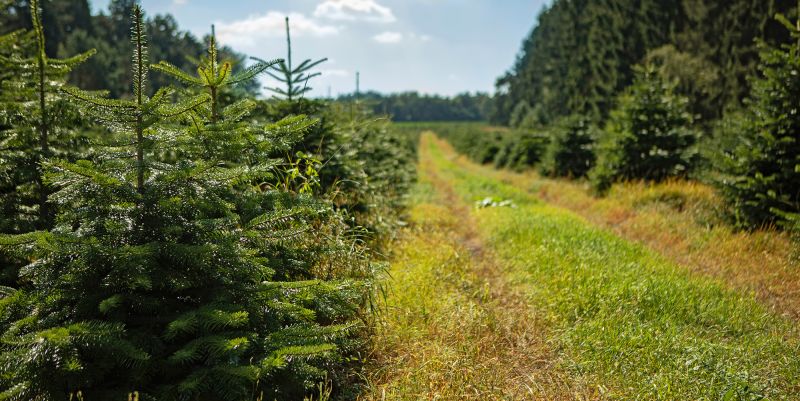 Die Nordmanntanne ᐅ Herkunft, Aufzucht & Pflege 🎄│Lieblingstanne.de